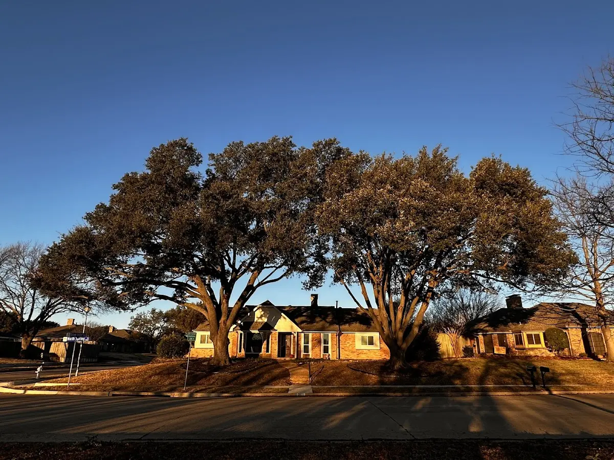 Established residential canopy tree shading a home in Spring Grove